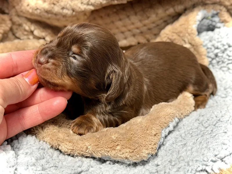 Tripp *Long Haired!* – Miniature Dachshund puppy for sale in Visalia, CA