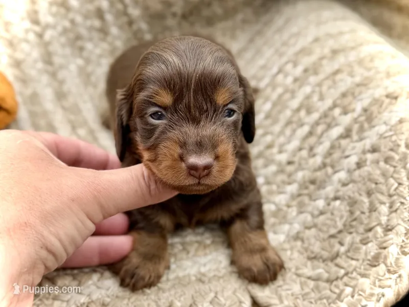 Tripp *Long Haired!* – Miniature Dachshund puppy for sale in Visalia, CA
