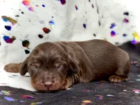 Tripp *Long Haired!*, a male Miniature Dachshund for sale in Visalia, CA – Photo 2 of 3