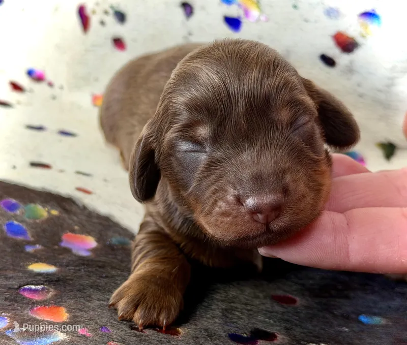 Tripp *Long Haired!* – Miniature Dachshund puppy for sale in Visalia, CA