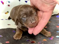 Tripp *Long Haired!*, a male Miniature Dachshund for sale in Visalia, CA – Photo 3 of 3