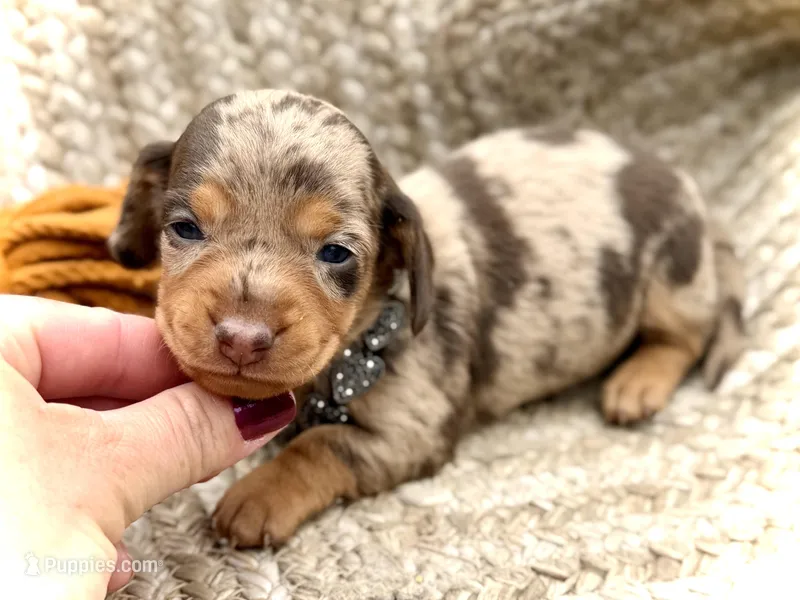 Carly  – Miniature Dachshund puppy for sale in Visalia, CA