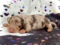 Carly , a female Miniature Dachshund for sale in Visalia, CA – Photo 3 of 4