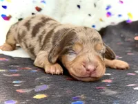 Carly , a female Miniature Dachshund for sale in Visalia, CA – Photo 4 of 4