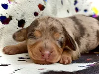 Carly , a female Miniature Dachshund for sale in Visalia, CA – Photo 2 of 4