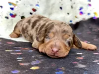 Carly , a female Miniature Dachshund for sale in Visalia, CA – Photo 1 of 4