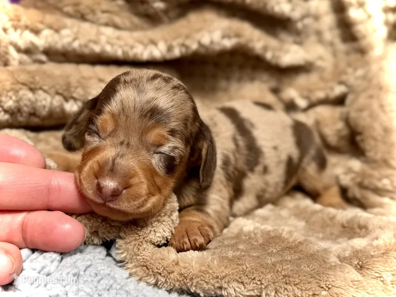 Carly  – Miniature Dachshund puppy for sale in Visalia, CA