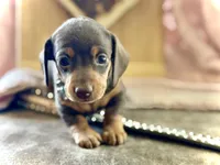 Tinker , a female Miniature Dachshund for sale in Visalia, CA – 3 of 3