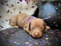 Summer *Tiny*, a female Miniature Dachshund for sale in Visalia, CA – 2 of 8