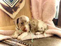 Snoodles *Blue eyes!*, a male Miniature Dachshund for sale in Visalia, CA – 2 of 9