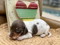 Bumble, a female Dachshund and Miniature Dachshund for sale in Visalia, CA – Photo 3 of 6