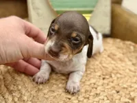 Bumble, a female Dachshund and Miniature Dachshund for sale in Visalia, CA – Photo 2 of 6