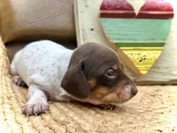 Bumble, a female Dachshund and Miniature Dachshund for sale in Visalia, CA – Photo 5 of 6