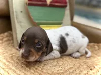 Bumble, a female Dachshund and Miniature Dachshund for sale in Visalia, CA – Photo 1 of 6