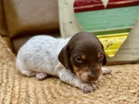 Bumble, a female Dachshund and Miniature Dachshund for sale in Visalia, CA – Photo 4 of 6