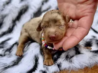 Ryan *Long Haired* , a male Miniature Dachshund for sale in Visalia, CA – 1 of 4