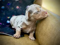 Uno, a male Miniature Dachshund for sale in Visalia, CA – Photo 3 of 6
