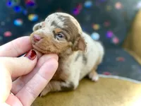 Uno, a male Miniature Dachshund for sale in Visalia, CA – Photo 2 of 6