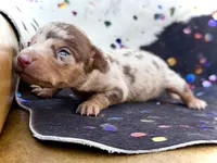 Uno, a male Miniature Dachshund for sale in Visalia, CA – Photo 4 of 6