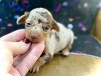 Uno, a male Miniature Dachshund for sale in Visalia, CA – Photo 1 of 6
