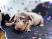Uno, a male Miniature Dachshund for sale in Visalia, CA – Photo 5 of 6