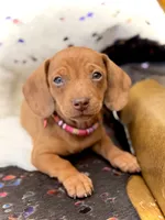 Summer , a female Miniature Dachshund for sale in Visalia, CA – 6 of 10