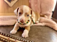 Wyatt , a male Miniature Dachshund for sale in Visalia, CA – 3 of 7