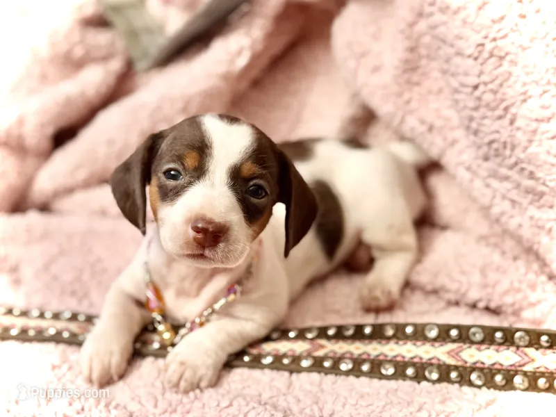 Dot  – Miniature Dachshund puppy for sale in Visalia, CA