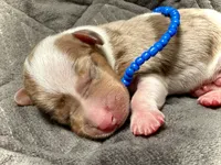 Snoodles , a male Miniature Dachshund for sale in Visalia, CA – 5 of 5