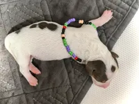 Dot , a female Miniature Dachshund for sale in Visalia, CA – 3 of 5