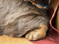 Tripp *Long Haired!*, a male Miniature Dachshund for sale in Visalia, CA – 7 of 7