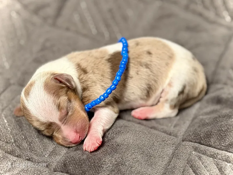 Snoodles  – Miniature Dachshund puppy for sale in Visalia, CA