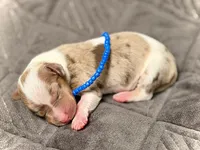 Snoodles , a male Miniature Dachshund for sale in Visalia, CA – 1 of 5