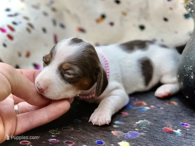 Dot  – Miniature Dachshund puppy for sale in Visalia, CA