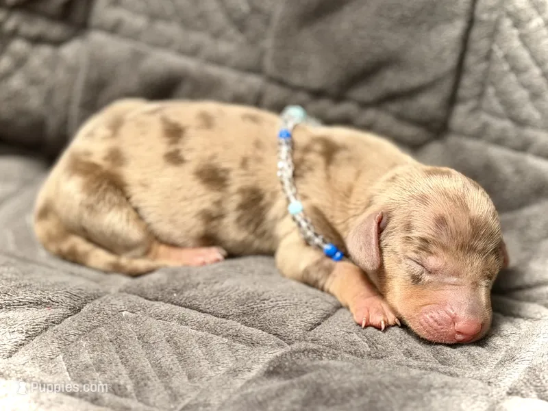 Dinkers  – Miniature Dachshund puppy for sale in Visalia, CA