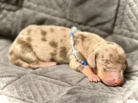 Dinkers , a male Miniature Dachshund for sale in Visalia, CA – 1 of 3
