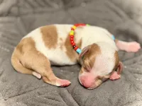 Wyatt , a male Miniature Dachshund for sale in Visalia, CA – 4 of 6