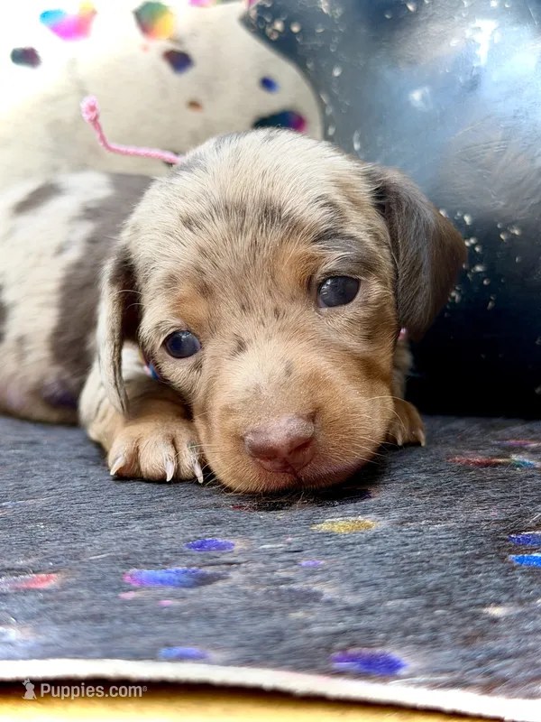 Tilly *TINY* – Miniature Dachshund puppy on hold in Visalia, CA