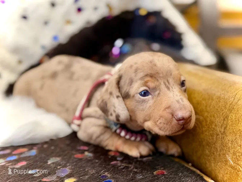 Squids  – Miniature Dachshund puppy for sale in Visalia, CA