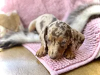 Pixie , a female Miniature Dachshund for sale in Visalia, CA – 6 of 6