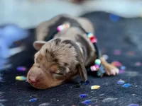 Tilly *TINY*, a female Miniature Dachshund for sale in Visalia, CA – 4 of 6