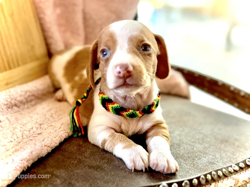 Wyatt  – Miniature Dachshund puppy on hold in Visalia, CA