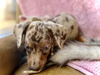 Pixie , a female Miniature Dachshund for sale in Visalia, CA – 2 of 6