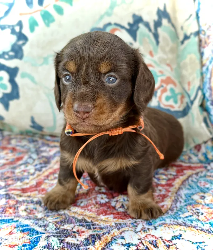 Tripp *Long Haired!* – Miniature Dachshund puppy for sale in Visalia, CA