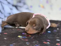 Raya , a female Miniature Dachshund for sale in Visalia, CA – 3 of 3