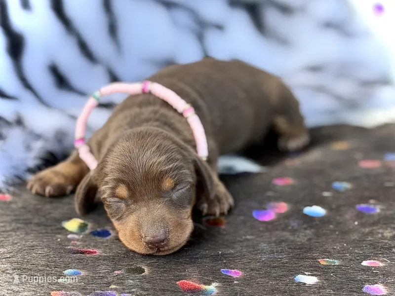 Raya  – Miniature Dachshund puppy for sale in Visalia, CA