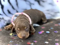 Raya , a female Miniature Dachshund for sale in Visalia, CA – 1 of 3