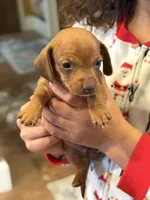 Sebastian - TINY baby!, a male Miniature Dachshund for sale in Visalia, CA – Photo 9 of 9