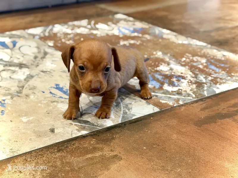 Sebastian - TINY baby!