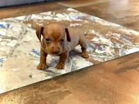 Sebastian - TINY baby!, a male Miniature Dachshund for sale in Visalia, CA – Photo 1 of 9